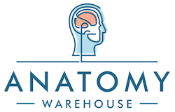 Anatomy Warehouse